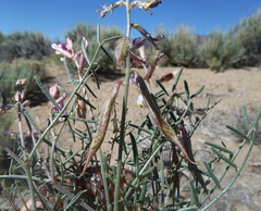 Astragalus casei