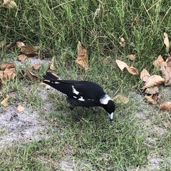 Gymnorhina tibicen dorsalis