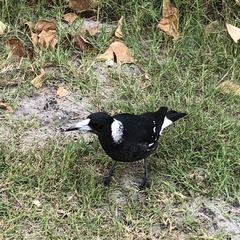 Gymnorhina tibicen dorsalis