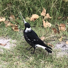 Gymnorhina tibicen dorsalis