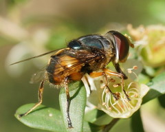 Austalis copiosa