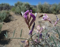 Astragalus casei
