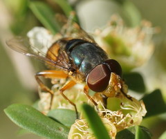 Austalis copiosa
