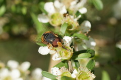 Austalis copiosa