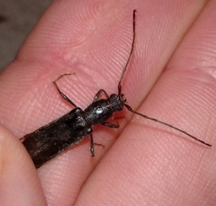 Haplidus testaceus