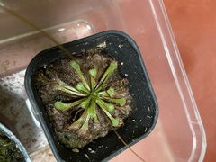 Drosera tokaiensis