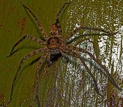 Heteropoda procera