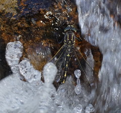 Notoaeschna sagittata