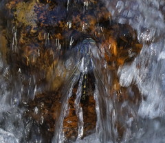 Notoaeschna sagittata