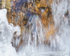 Notoaeschna sagittata