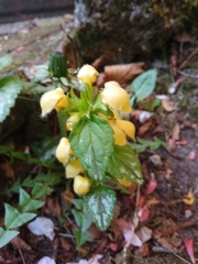 Lamium galeobdolon argentatum