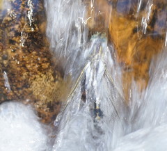 Notoaeschna sagittata