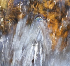 Notoaeschna sagittata