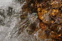 Notoaeschna sagittata