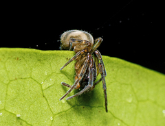 Paramatachia decorata