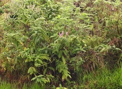 Acanthus polystachyus