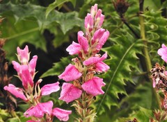 Acanthus polystachyus