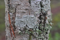 Pertusaria subambigens