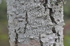 Pertusaria subambigens