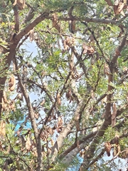 Vachellia robusta robusta