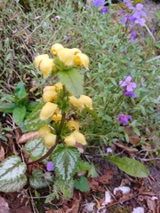 Lamium galeobdolon argentatum