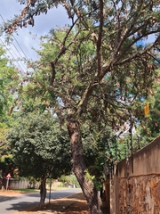 Vachellia robusta robusta