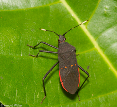 Leptoscelis flaviventris