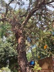 Vachellia robusta robusta