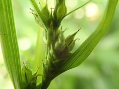 Carex gibba