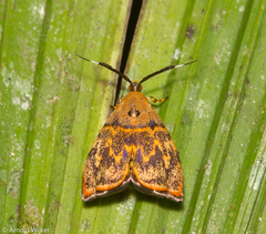 Rhobonda gaurisana