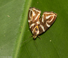 Hemerophila albertiana
