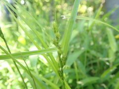Carex gibba