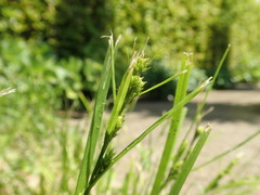 Carex gibba