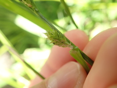 Carex gibba