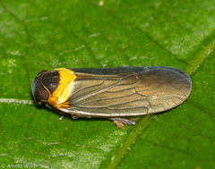 Plectoderes collaris