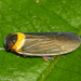 Plectoderes collaris - Photo (c) Arnold Wijker, some rights reserved (CC BY-NC), uploaded by Arnold Wijker