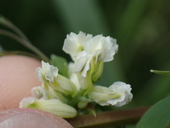 Ceratocapnos claviculata