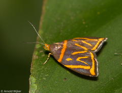 Hemerophila orinympha