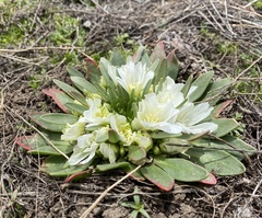 Lewisia brachycalyx