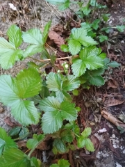 Fragaria vesca