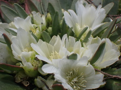 Lewisia brachycalyx