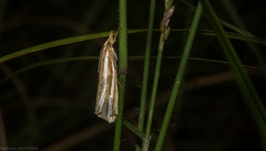 Hednota bivittella