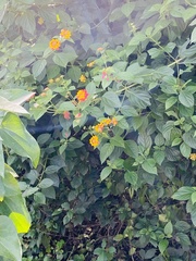 Graphium agamemnon agamemnon