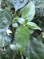 Justicia campylostemon