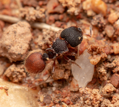 Meranoplus diversus