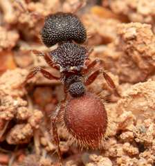 Meranoplus diversus