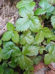 Fragaria vesca