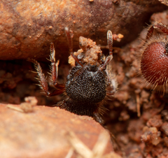 Meranoplus diversus