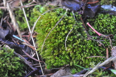 Aulacomnium androgynum