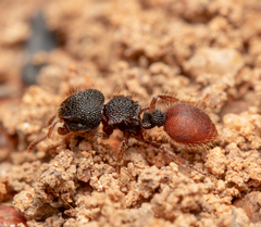 Meranoplus diversus